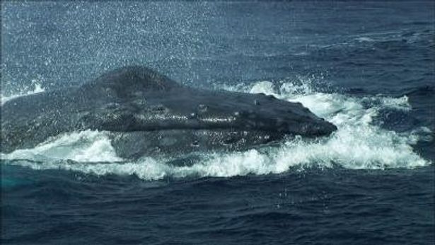 ホエールウォッチングも楽しめる小笠原諸島近海でも撮影を敢行