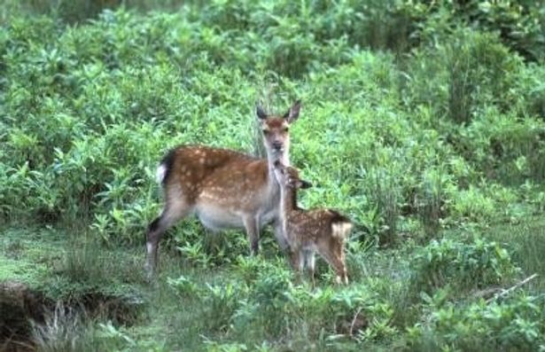 母ジカに甘える子ジカ。やがて来る巣立ちまでの短い時間で、母は生きる術を子に伝える