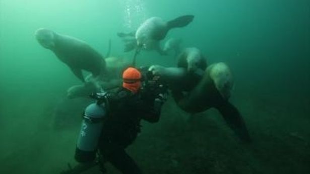 水中カメラマンの体当たりの撮影が感動を与えてくれる