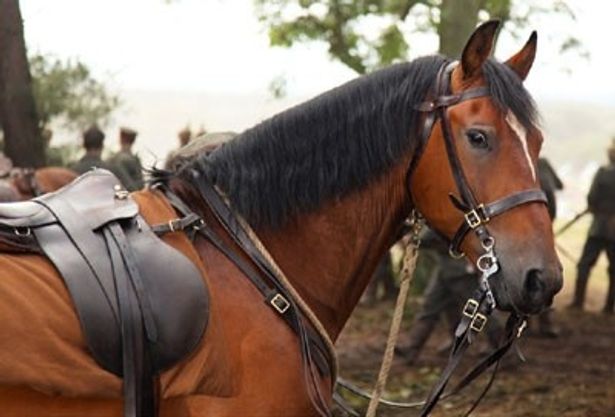 犬ばかり注目を集めているが、『戦火の馬』の馬も負けてはいない