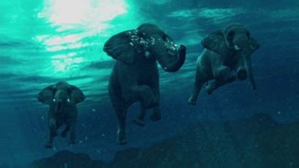 ゾウたちは泳ぐことも可能らしい