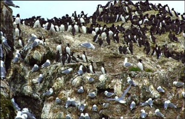 ペンギンの群れも登場