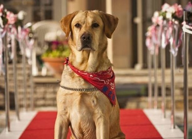 日本中で一番愛されたおバカ犬 まさお君がスクリーンを駆けめぐる 最新の映画ニュースならmovie Walker Press