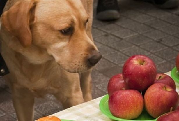 【写真を見る】食べ物を見ると我慢できないまさお君