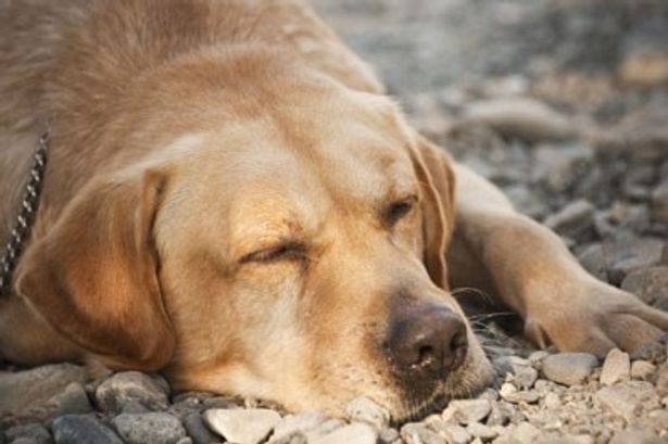 日本中で一番愛されたおバカ犬 まさお君がスクリーンを駆けめぐる 画像3 11 最新の映画ニュースならmovie Walker Press