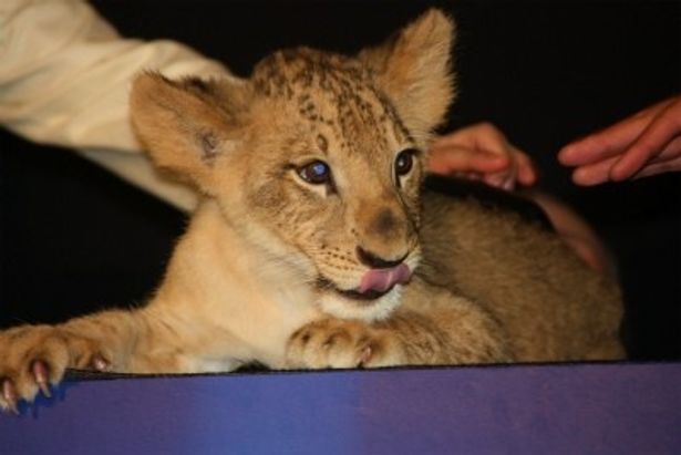 【写真を見る】登場した子ライオンの可愛さに玉木宏たちはメロメロ！5月2日に産まれたそう