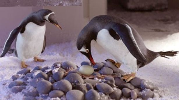 ポッパー家のペンギンたちに、なんとタマゴが！