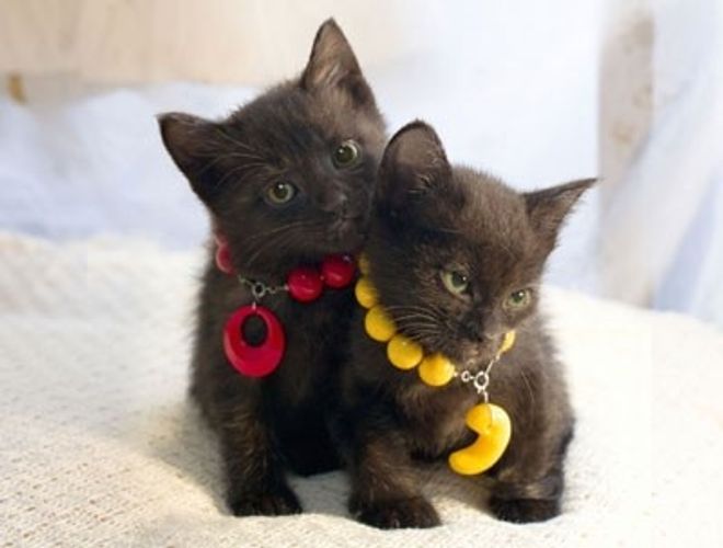 キュートな双子の黒猫にメロメロ！猫ファン必見の癒しムービー