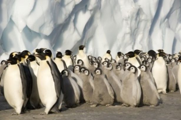 極寒に耐えるペンギンたち。その親子愛に感動させられる