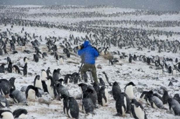何とも過酷な撮影！カメラマンふたりに対し、周囲は50万羽のアデリーペンギンのみ