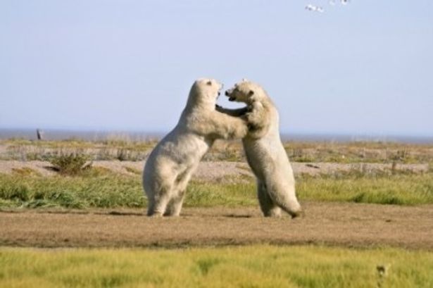 ホッキョクグマは同じ体格の仲間を見つけてレスリングをして遊ぶ