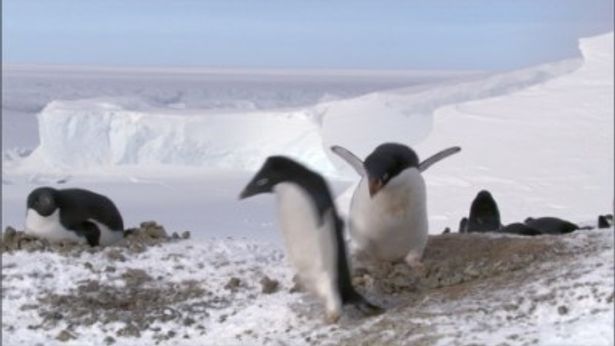 ペンギンたちが海中から氷上へとジャンプ！