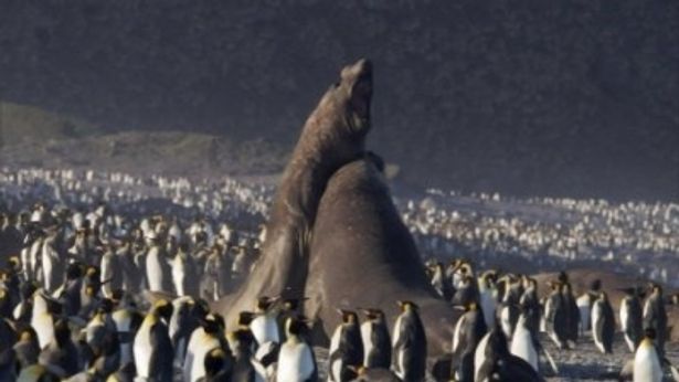 c フローズン プラネット エリザベス ホワイト監督 地球温暖化はペンギンなどに深刻な影響を与えている 画像3 15 最新の映画ニュースならmovie Walker Press