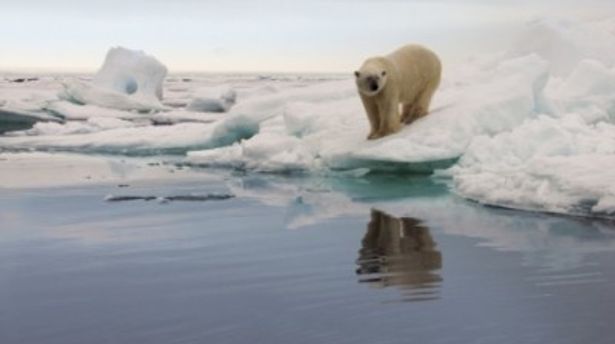 ホッキョクグマにとって氷の減少は死活問題なのだ