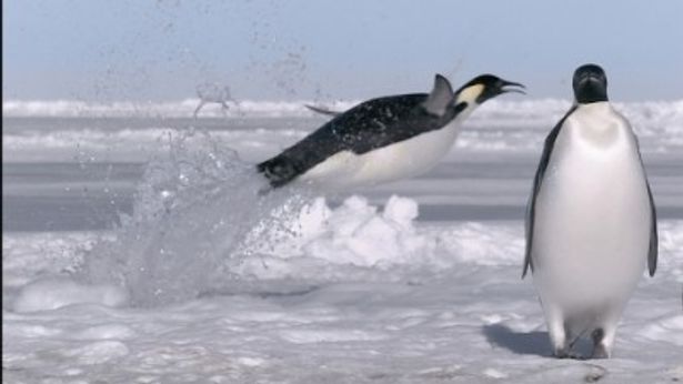 c フローズン プラネット エリザベス ホワイト監督 地球温暖化はペンギンなどに深刻な影響を与えている 画像10 15 Movie Walker Press