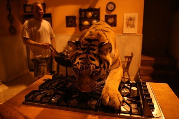 【写真を見る】これが実際の撮影風景。本物の虎を本当に使っているのだ！