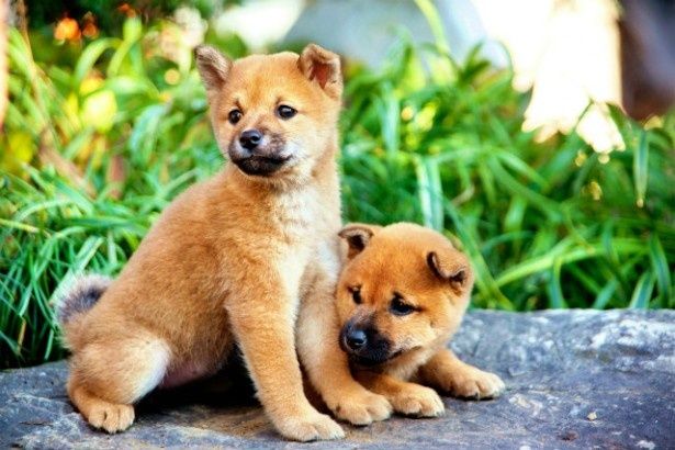 【写真を見る】子犬の愛らしさも必見！