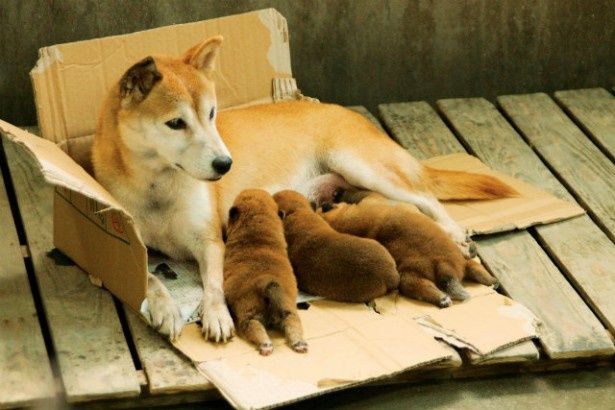 『ひまわりと子犬の7日間』は3月16日(土)より全国ロードショー