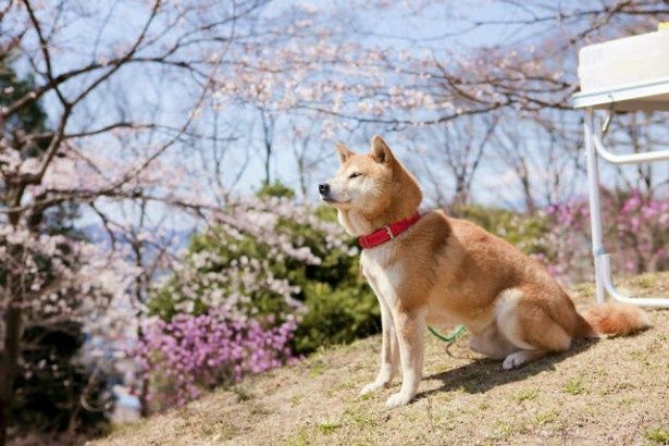 『桜、ふたたびの加奈子』は4月6日(土)より全国公開