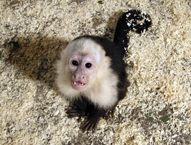 3月にはドイツの空港で愛猿マリーを没収されているジャスティン