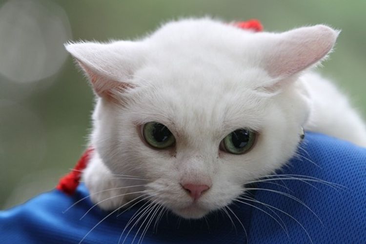 “猫のプロ”があまりの可愛さに嫉妬!?話題の白猫が見せる甘え顔を一挙公開！