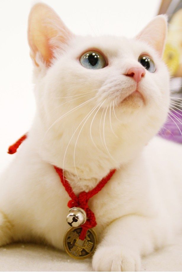『猫侍』で玉之丞を演じたタレント猫のあなごの撮影に成功！