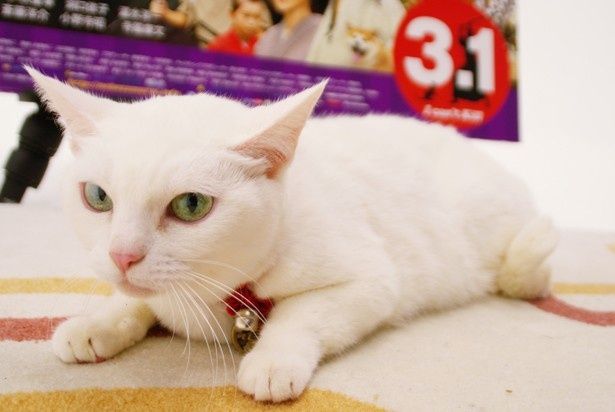 「態度やしぐさを見ればわかりますが、猫も人間の言葉を理解しているはず」とのこと