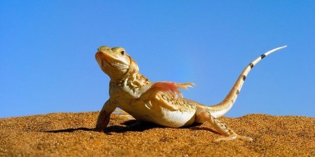 【写真を見る】砂漠の世界に登場し、熱にヤケドしないよう奇妙なダンスを見せるシャベルカナヘビ