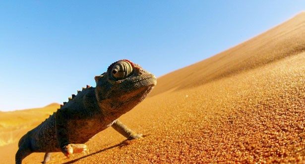 ナミブ砂漠に生息するカメレオン。獲物を狙っているようだ