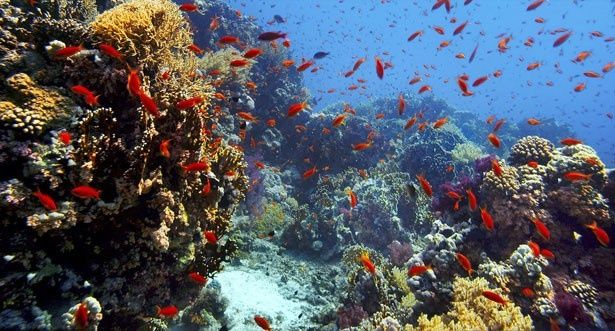 カラフルな紅海の中へ！