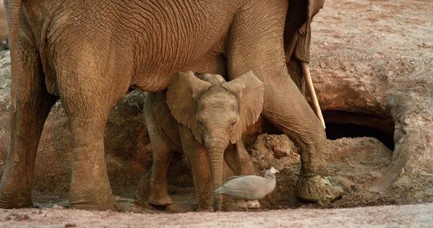 アフリカゾウの親子。水を求めて砂漠を彷徨う