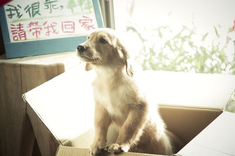 こんな犬がいたら飼いたい 台湾のゴールデン レトリバーが可愛いと話題 最新の映画ニュースならmovie Walker Press