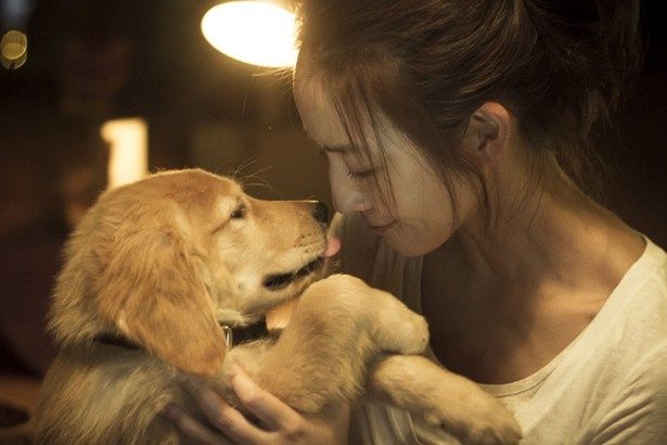 こんな犬がいたら飼いたい 台湾のゴールデン レトリバーが可愛いと話題 画像2 9 Movie Walker Press