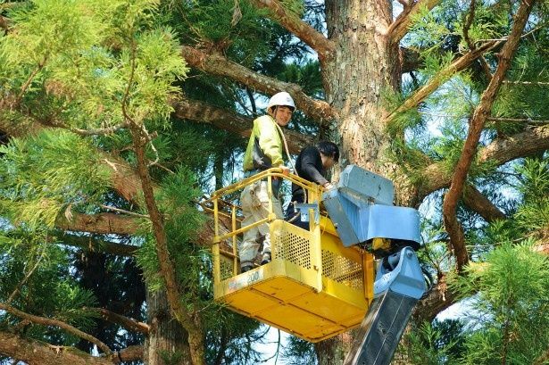 高さ約30mの木に登って撮影！