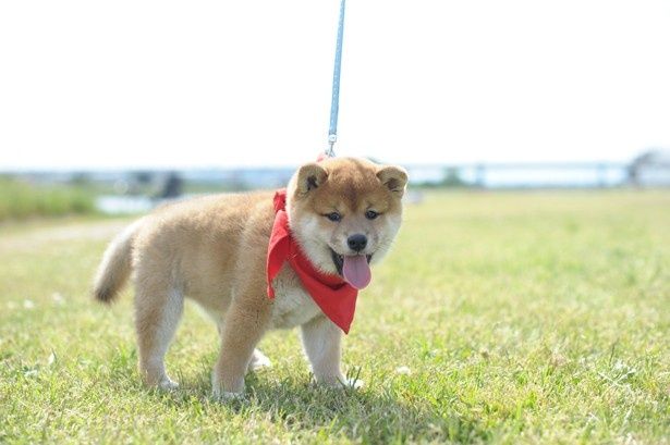 成長した一郎が見せる凛々しい立ち姿