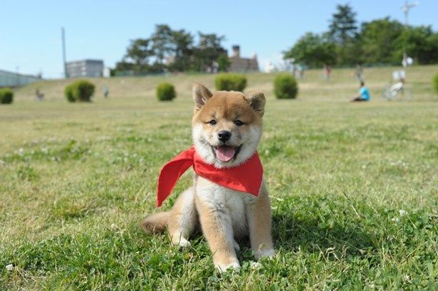 カメラ目線もお手のもの