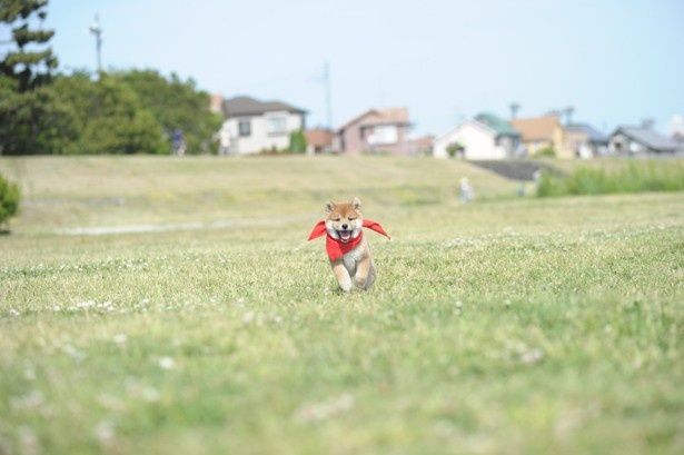 やんちゃな一郎が走り出す！