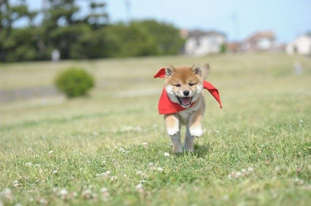 飛び跳ねながら楽しそうに土手を走り回る