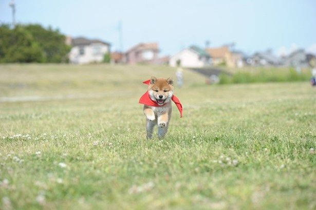 トレードマークの赤いスカーフをなびかせながら疾走！