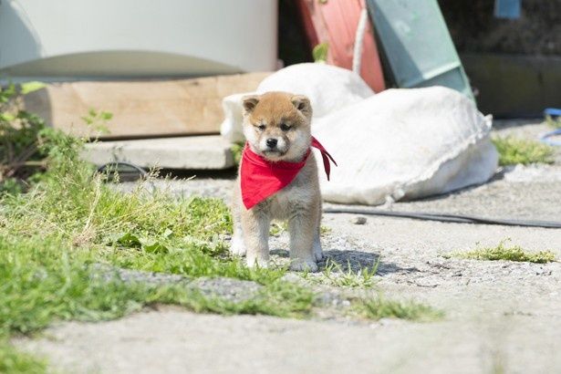 ここまで動物にクローズアップした映画はほかにない!?