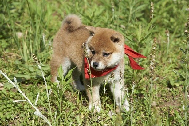 動物トレーナーの北村氏も「動作のバリエーションがとてもおかしかった」という