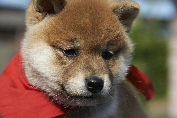 哀愁に満ちた役者犬としての表情ものぞかせる