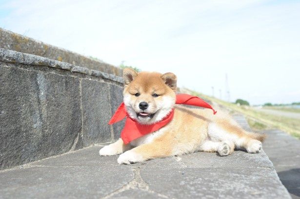 気持ち良さそうに寝ころぶ姿もかわいらしい