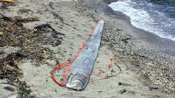 ある日、浜辺に謎の深海魚・リュウグウノツカイが打ち上げられる