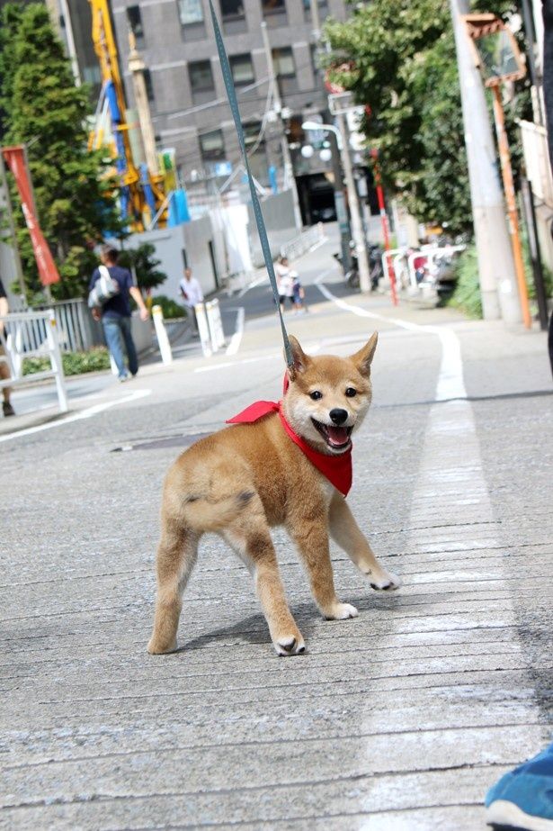 【写真を見る】散歩中にはしゃぐ一郎の写真はこちらから