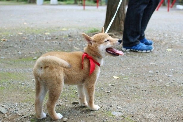 日光浴が気持ち良かったのか、あくびのような表情を見せる