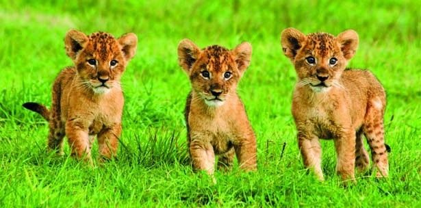 子猫ように小さいライオンの赤ちゃんたち