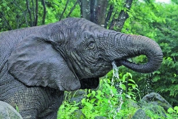 気持ち良さそうに水を飲むゾウ