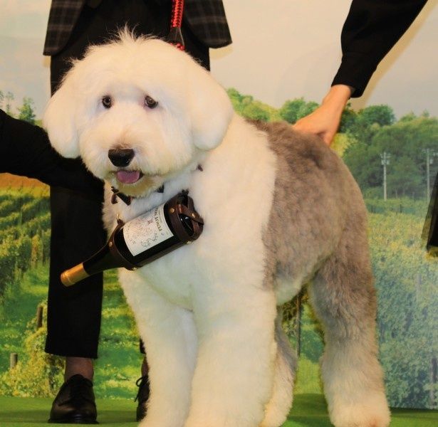 とってもキュートな大型犬、バベット！