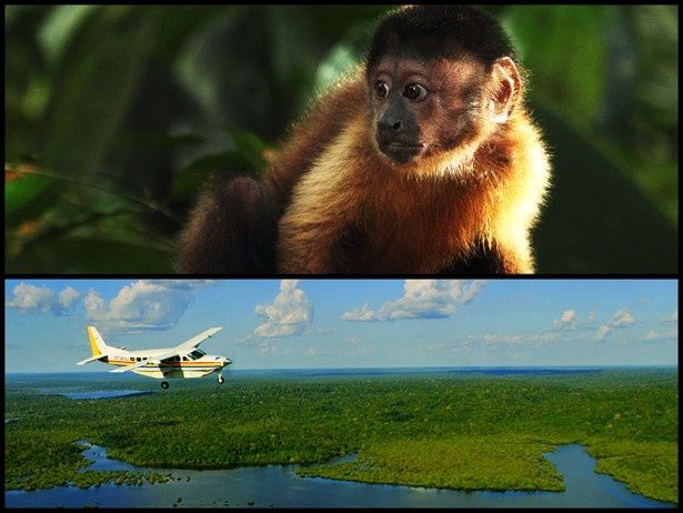 ムサオマキザルのサイが世界最大のジャングル・アマゾンへ！